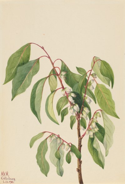 Persymona (Diospyros virginiana) autorstwa Mary Vaux Walcott
