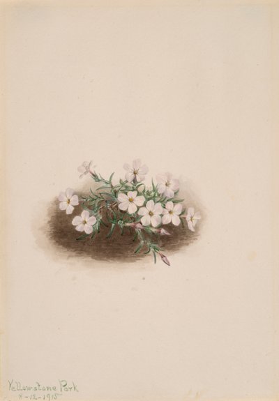 Floks, 1915. autorstwa Mary Vaux Walcott