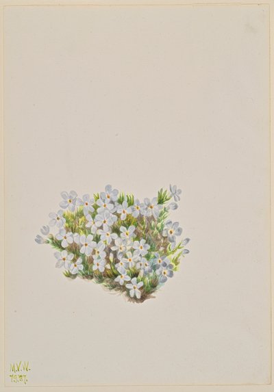 Floks Floks caespitosa, 1937. autorstwa Mary Vaux Walcott
