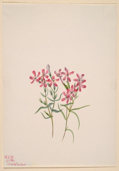 Floks stansburyi autorstwa Mary Vaux Walcott