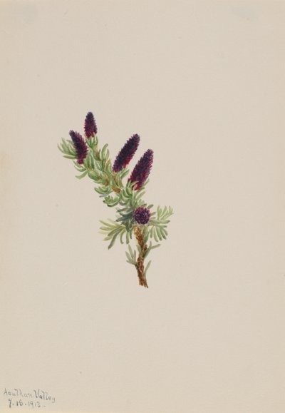 Picea engelmanni autorstwa Mary Vaux Walcott