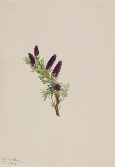 Picea Engelmanni, 1913. autorstwa Mary Vaux Walcott