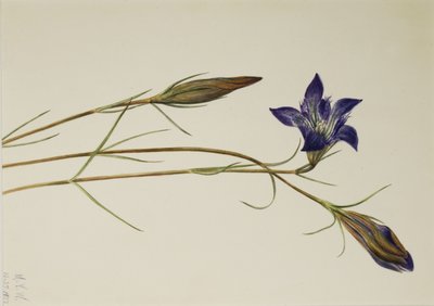 Goryczka wąskolistna (Gentiana porphyrio) autorstwa Mary Vaux Walcott