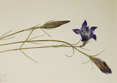 Pinebarren Gentian Gentiana porphyrio, 1923. autorstwa Mary Vaux Walcott