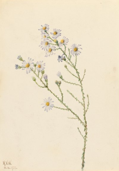 Pineland Aster Aster squarrosus, 1922. autorstwa Mary Vaux Walcott