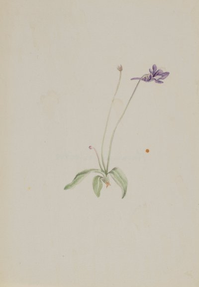 Pinguicula vulgaris autorstwa Mary Vaux Walcott