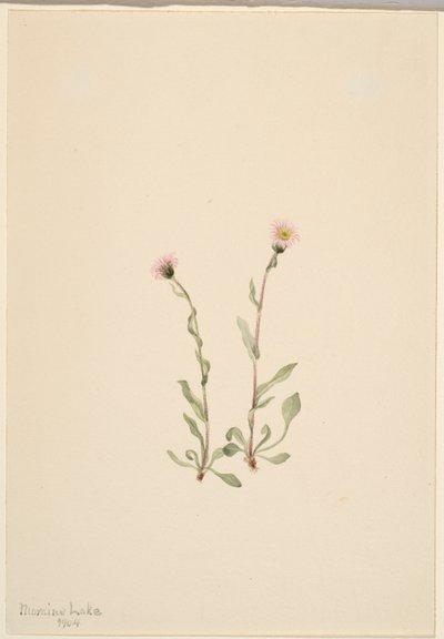 Pchlica różowa (Erigeron jucundus) autorstwa Mary Vaux Walcott
