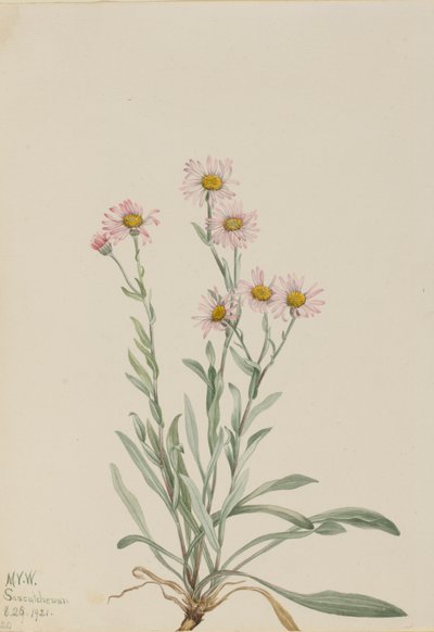 Różowy Fleabane Erigeron caespitosus, 1921. autorstwa Mary Vaux Walcott