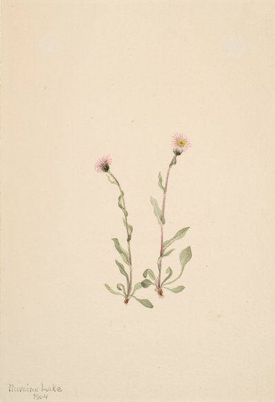 Różowa Fleabane Erigeron jucundus, 1904. autorstwa Mary Vaux Walcott