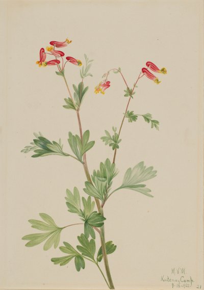 Fumeroot różowy (Capnoides sempervirens) autorstwa Mary Vaux Walcott