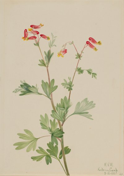 Różowy Fumeroot Capnoides sempervirens, 1922. autorstwa Mary Vaux Walcott