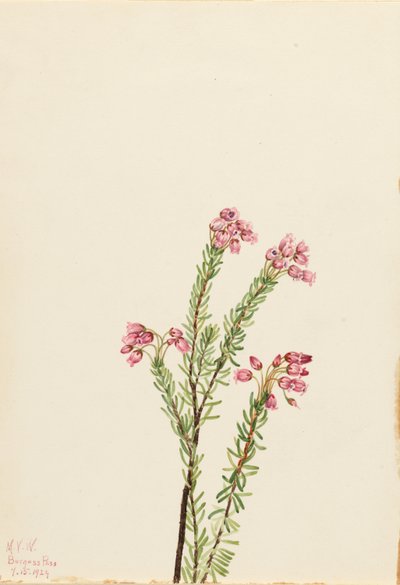 Wrzosiec różowy (Phyllodoce empetriformis) autorstwa Mary Vaux Walcott