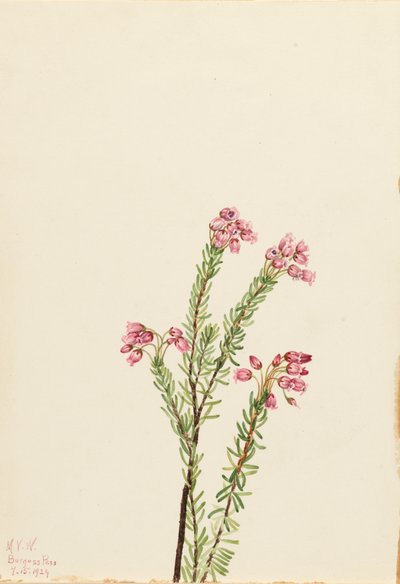 Różowy wrzos górski Phylodoce empetriformis, 1924. autorstwa Mary Vaux Walcott