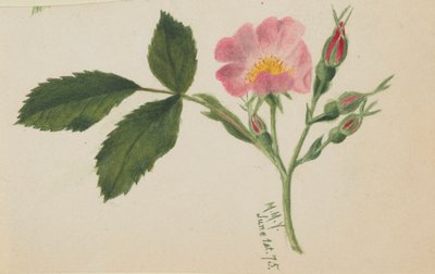 Różowa róża autorstwa Mary Vaux Walcott