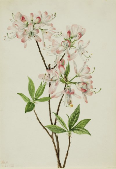 Azalia różowopienna (Azalea vaseyi) autorstwa Mary Vaux Walcott