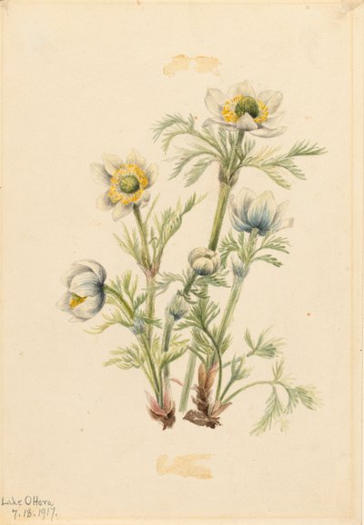 Plume Anemone Pulsatilla occidentalis, 1917. autorstwa Mary Vaux Walcott