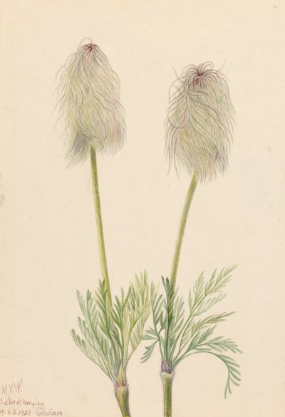 Plume Anemone Pulsatilla occidentalis, 1923. autorstwa Mary Vaux Walcott