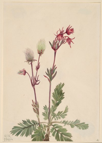 Dymnica preriowa (Sieversia ciliata) autorstwa Mary Vaux Walcott