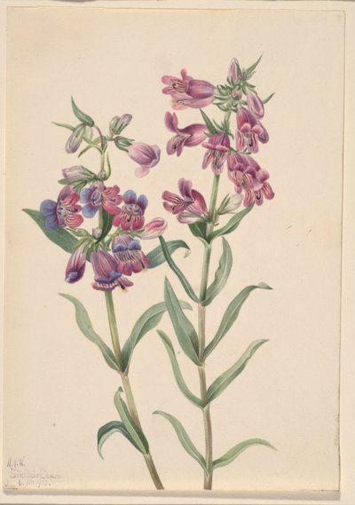 Pentstemon preriowy (Pentstemon erianthera) autorstwa Mary Vaux Walcott