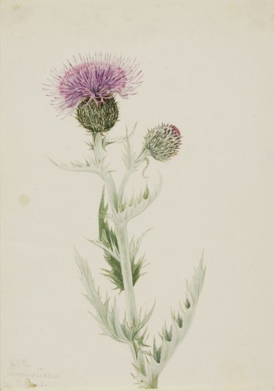 Oset preriowy (Cirsium undulatum) autorstwa Mary Vaux Walcott