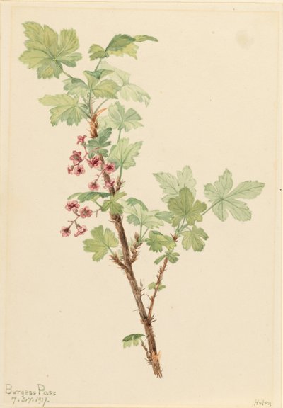 Porzeczka kłująca (Ribes lacustre) autorstwa Mary Vaux Walcott