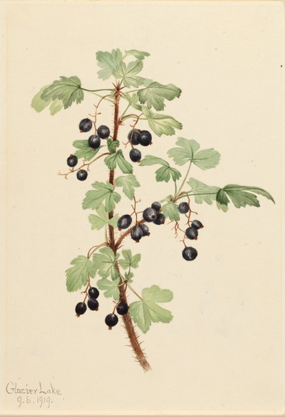 Kolczaste Porzeczkowe Ribes lacustre, 1919. autorstwa Mary Vaux Walcott