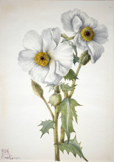 Kolczasty mak Argemone hispeda, 1936. autorstwa Mary Vaux Walcott