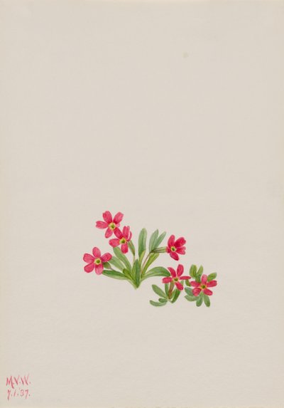 Pierwiosnek lekarski (Primula angustifolia) autorstwa Mary Vaux Walcott