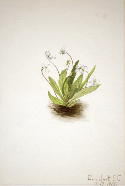 Primrose Violet Viola primulifolia, 1918. autorstwa Mary Vaux Walcott