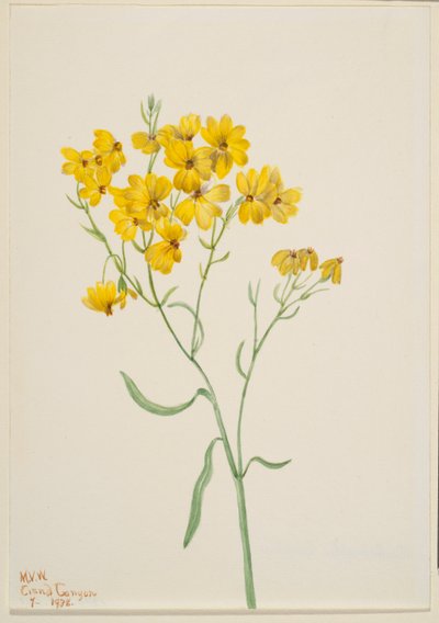 Psilostrophe sparsiflora autorstwa Mary Vaux Walcott