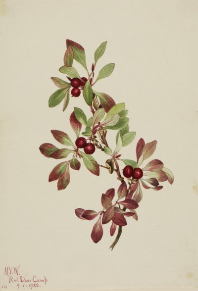 Pardwa alpejska (Arctous alpina) autorstwa Mary Vaux Walcott