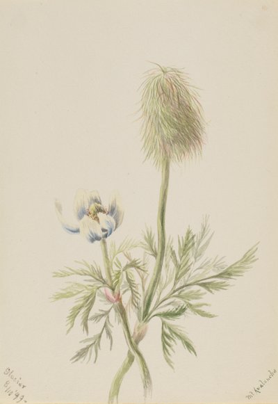 Pulsatilla occidentalis autorstwa Mary Vaux Walcott