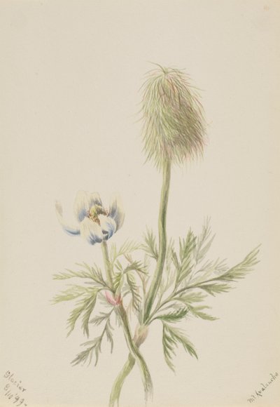 Pulsatilla occidentalis, 1899. autorstwa Mary Vaux Walcott