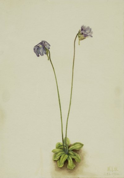 Fioletowy Butterwort Pinguicula elatior, 1920. autorstwa Mary Vaux Walcott