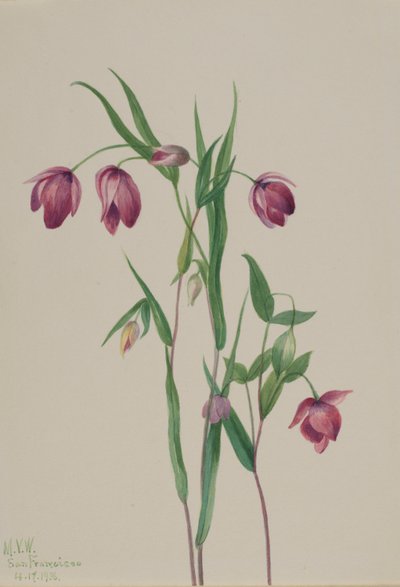 Fioletowa latarnia morska (Calochortus anoenum) autorstwa Mary Vaux Walcott