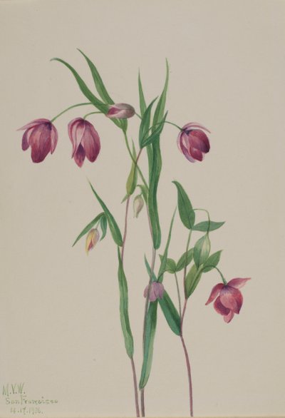 Fioletowa Latarnia Wróżek Calochortus anoenum, 1936. autorstwa Mary Vaux Walcott