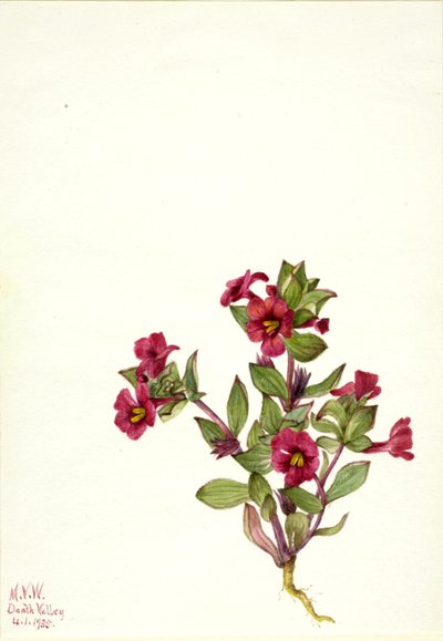 Fioletowy małpi kwiat (Mimulus bigelovii) autorstwa Mary Vaux Walcott