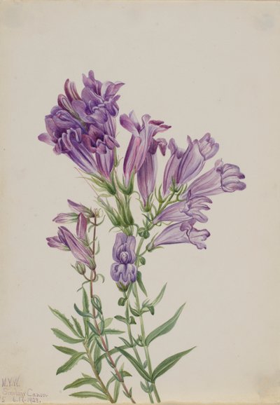 Pentstemon purpurowy (Pentstemon lyallii) autorstwa Mary Vaux Walcott