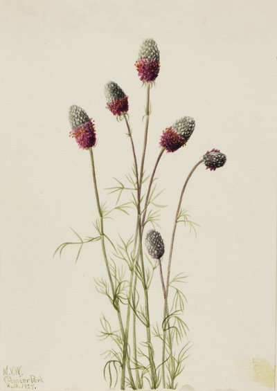 Fioletowy Prairieclover Petalostemon purpureum, 1927. autorstwa Mary Vaux Walcott