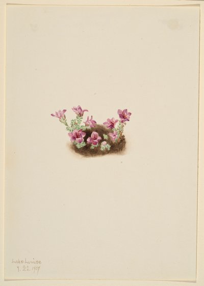 Skalnica purpurowa (Saxifrage oppositifolia) autorstwa Mary Vaux Walcott