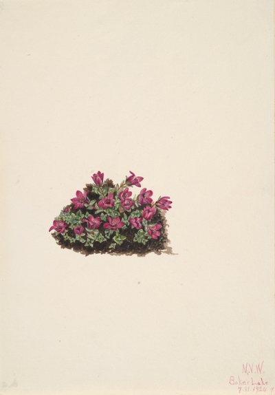 Purpurowa skalnica Saxifraga oppositifolia, 1924. autorstwa Mary Vaux Walcott