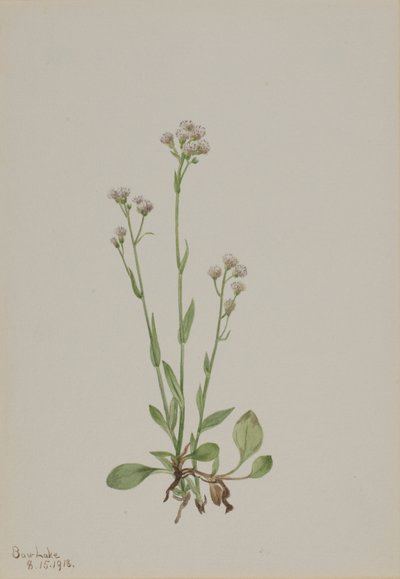 Pussy-Toes (Antennaria racemosa) autorstwa Mary Vaux Walcott