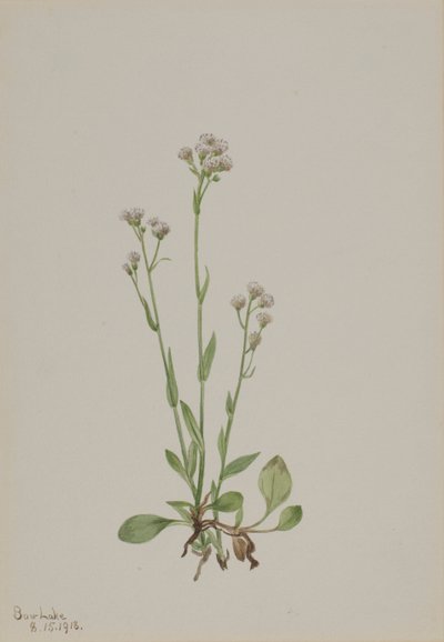 Pussy-Toes Antennaria racemosa, 1918. autorstwa Mary Vaux Walcott