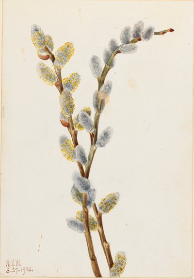 Odbarwienie Pussy Willow Salix, 1920. autorstwa Mary Vaux Walcott