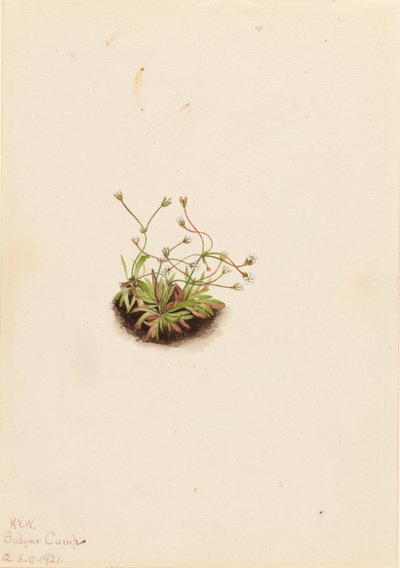 Androsace pigmejski (Androsace subumbellata) autorstwa Mary Vaux Walcott
