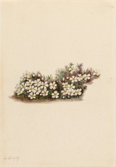 Pyxie (Pyxidanthera barbulata) autorstwa Mary Vaux Walcott