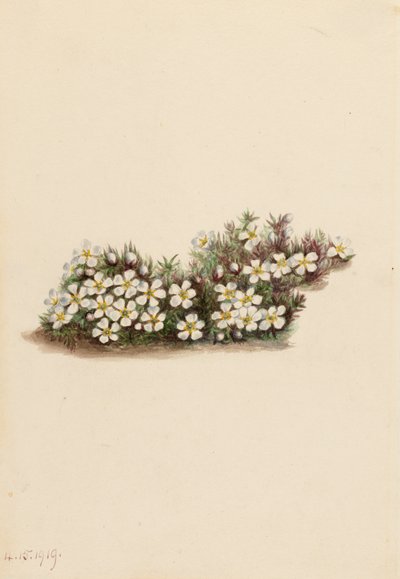 Pyxie Pyxidanthera barbulata, 1919. autorstwa Mary Vaux Walcott