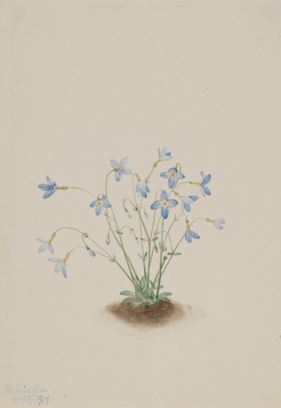 Quakerladies (Houstonia caerulea) autorstwa Mary Vaux Walcott