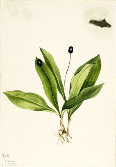 Jaskier kosmaty (Clintonia uniflora) autorstwa Mary Vaux Walcott