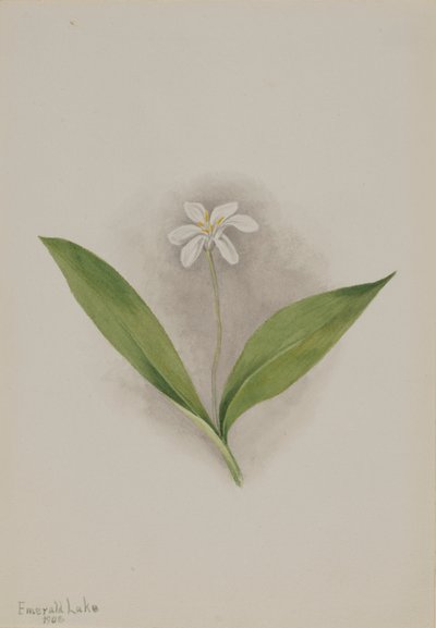 Jaskier kosmaty (Clintonia uniflora) autorstwa Mary Vaux Walcott